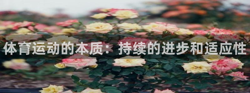 风速体育nba免费直播